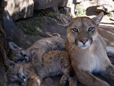 Chantier soins animaliers en Argentine Chantier soins animaliers en Argentine