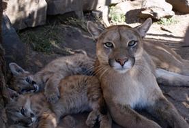 Missions de volontariat et stages en Argentine : Médecine vétérinaire & soins animaliers Missions de volontariat et stages en Argentine : Médecine vétérinaire & soins animaliers