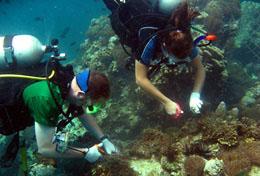 Missions de volontariat et stages en Thaïlande : Écovolontariat & Environnement Missions de volontariat et stages en Thaïlande : Écovolontariat & Environnement