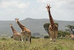 Écovolontariat & environnement : Kenya Écovolontariat & environnement : Kenya