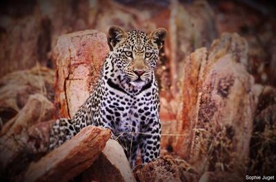 Un léopard aperçu dans le cadre de notre projet conservation Un léopard aperçu dans la réserve naturelle au sein de laquelle nous travaillons