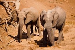 Missions de volontariat et stages en Afrique du Sud : Ecovolontariat & environnement Missions de volontariat et stages en Afrique du Sud : Ecovolontariat & environnement
