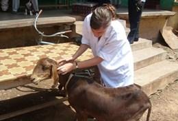 Mission de volontariat auprès d’animaux : médecine vétérinaire et soins animaliers : Ghana Mission de volontariat auprès d’animaux : médecine vétérinaire et soins animaliers : Ghana