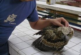 Mission de volontariat auprès d’animaux : médecine vétérinaire et soins animaliers : Mexique Mission de volontariat auprès d’animaux : médecine vétérinaire et soins animaliers : Mexique