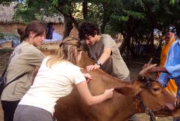 Missions de volontariat et stages au Sri Lanka : Médecine vétérinaire & soins animaliers Missions de volontariat et stages au Sri Lanka : Médecine vétérinaire & soins animaliers