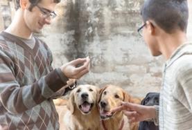Etre volontaire au Belize avec Projects Abroad : Médecine vétérinaire & soins animaliers Etre volontaire au Belize avec Projects Abroad : Médecine vétérinaire & soins animaliers
