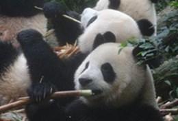 Mission de volontariat auprès d’animaux : médecine vétérinaire et soins animaliers : Chine Mission de volontariat auprès d’animaux : médecine vétérinaire et soins animaliers : Chine