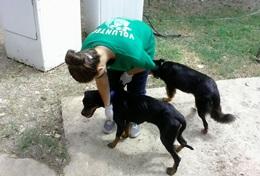 Mission de volontariat auprès d’animaux : médecine vétérinaire et soins animaliers : Jamaïque Mission de volontariat auprès d’animaux : médecine vétérinaire et soins animaliers : Jamaïque