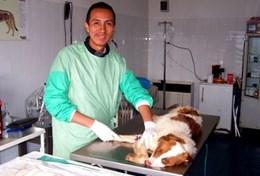 Mission de volontariat auprès d’animaux : médecine vétérinaire et soins animaliers : Roumanie Mission de volontariat auprès d’animaux : médecine vétérinaire et soins animaliers : Roumanie