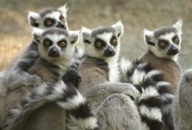 Lemurs in Madagascar Ring Tailed Lemurs in Madagascar
